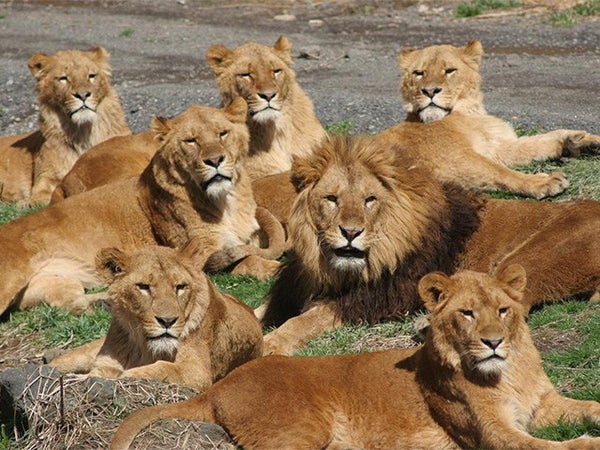■【静岡】瞳輝く思い出旅♪富士サファリパーク&「麦畑」夕食バイキング食べ飲み放題×時乃栖イルミネーション☆1